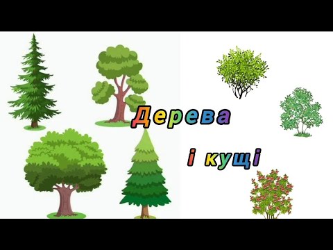 Видео: Вчимо ДЕРЕВА І КУЩІ. Розвивашки для дітей