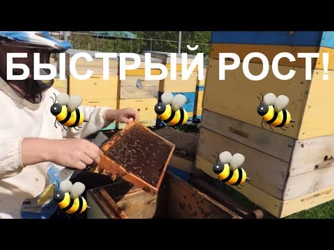 Видео: Ускоренное развитие весной/пасека 2018/ в пчелосемьях/Апрель