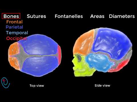 Видео: Изображение черепа плода