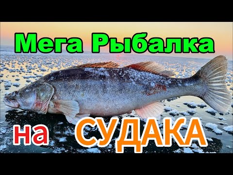 Видео: БЕШЕНЫЙ КЛЁВ СУДАКА. ЗИМНИЙ СУДАК