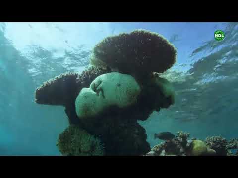 Видео: На морской глубине  Большой барьерный риф