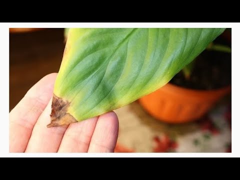 Видео: ҮЙ гүлдерінің жапырағы сарғайса немесе қарайса 👆#домашнийуход