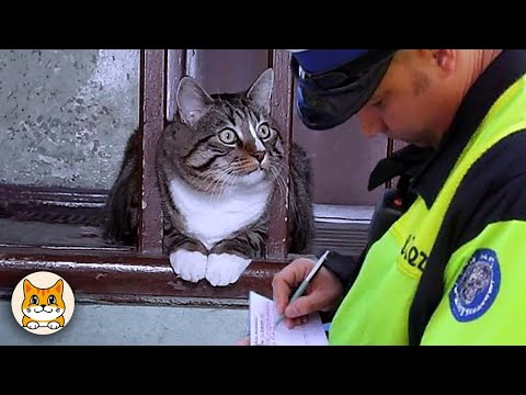 Видео: Самые ДРАМАТИЧНЫЕ коты на свете! 😂 Забавная подборка котов