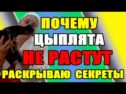 Видео: Почему цыплята НЕ РАСТУТ. Раскрываю основной секрет.