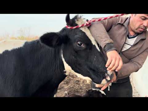 Видео: 4 сар молхои зоти шири аз ферма дер намонен аксия тл 926292882