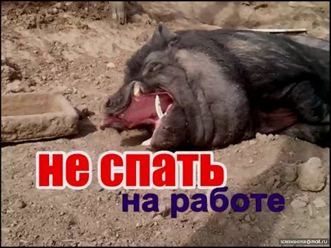 Видео: Вьетнамские свиньи.  Веселая ферма.