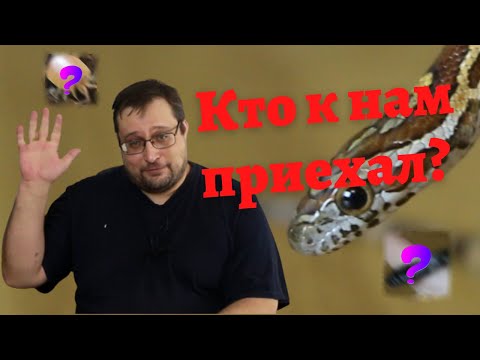 Видео: Маисовый полоз и не только, уход, содержание, морфы  Новая поставка!