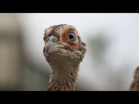 Видео: Фазаны. 2 месяца + 1 неделя. Пересадка из брудера в вольер.