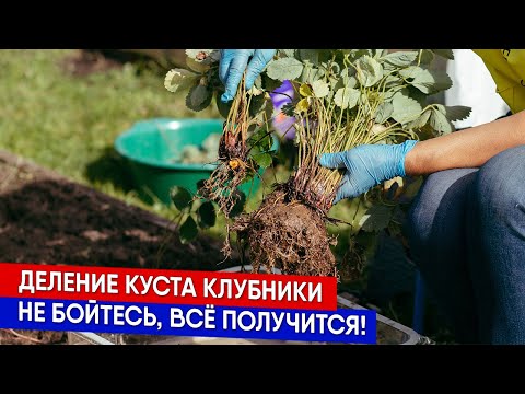 Видео: Деление куста клубники - не бойтесь, всё получится!