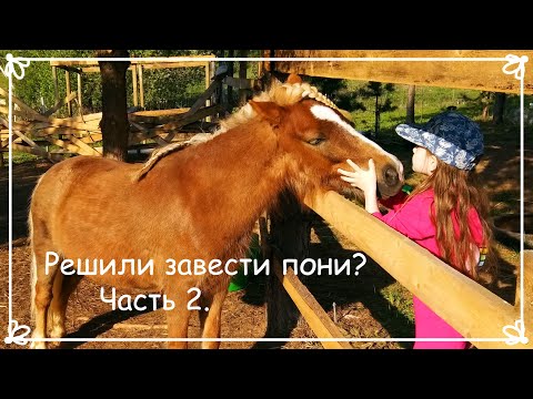 Видео: Решили завести пони? Часть 2