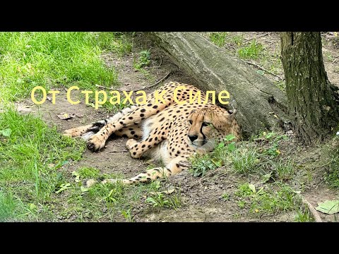 Видео: Если тебе очень страшно, это видео поможет понять, как преодолеть страх в 2025 году! 