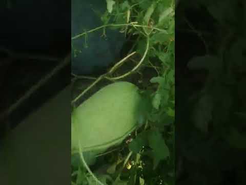 Видео: Бахча 2022