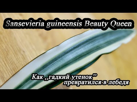 Видео: Sansevieria guineensis Beauty Queen-Как ,,гадкий утенок’’                   превратился в лебедя