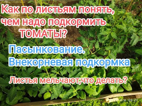 Видео: Верхушки томата скручиваются ,листья мельчают,на них большие зубчики- Эффективная подкормка  томатов