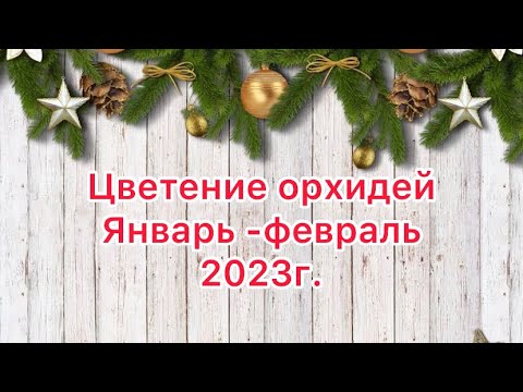 Видео: Цветение орхидей январь - февраль 2023 год