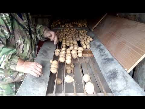 Видео: сортировка кортофеля