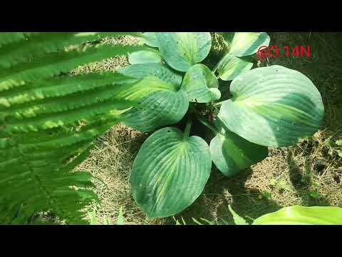 Видео: ☘️хостарий Райский сад, год четвертый#petrnovar #запорожье #hostas #хосты #репортаж