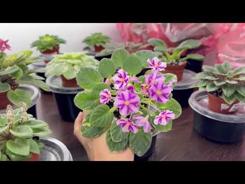 Видео: Как переукоренились фиалки, грунт, полив удобрение.
