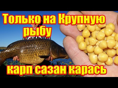 Видео: На Крупную рыбу  Насадка на Карася Сазан Карп Язь Нут для рыбалки Рыболовная насадка