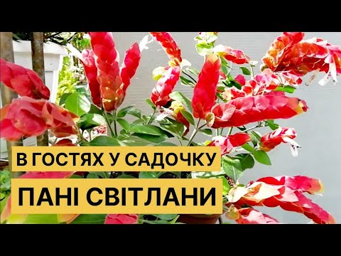 Видео: Рослини, які ЗДИВУВАЛИ і ВРАЗИЛИ 😍