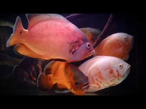 Видео: Аквариум без растений, биотопный аквариум