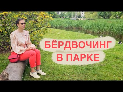 Видео: Наблюдение за птицами в парке. Отдых со смыслом. Work-life balance