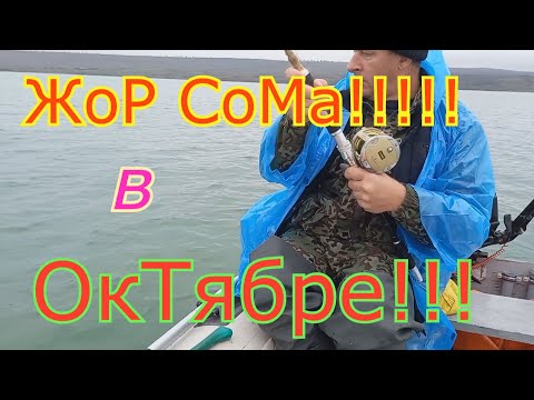 Видео: Сом на квок  Жор сома холодной осенью  Клюёт как из пулемёта