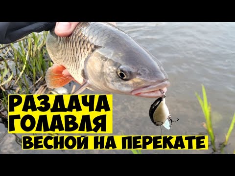 Видео: НАЧАЛОСЬ! ГОЛАВЛЬ КЛЮЕТ НА КАЖДОМ ЗАБРОСЕ УТРОМ НА ПЕРЕКАТЕ! ГОЛАВЛЬ НА ВОБЛЕРЫ ВЕСНОЙ! Рыбалка 2025