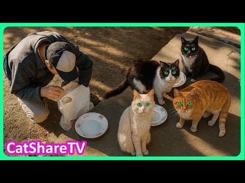 Видео: Семья Бездомных Котов И Кошек 🔥