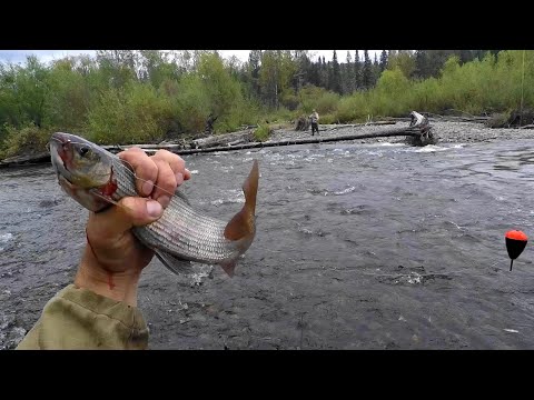 Видео: Ловля ХАРИУСА на удочку в глухой ТАЙГЕ/Осень время КРУПНЯКА!/ТАЕЖНАЯ Тяга.