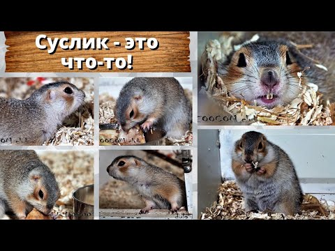 Видео: Суслик - это что-то!