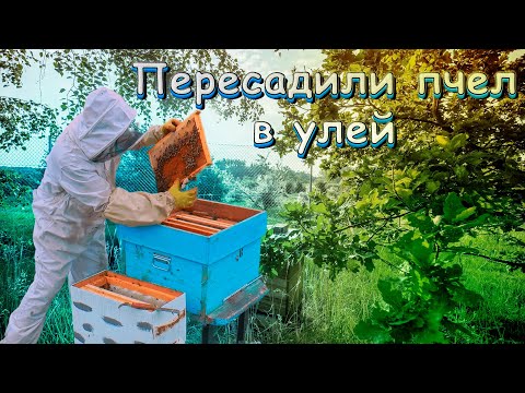 Видео: Пересадка роя из ловушки в улей