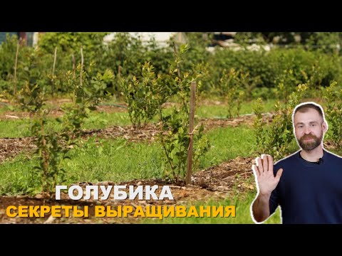 Видео: Всё о подкормках голубики.