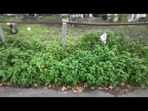 Видео: Как выглядит деревня в Германии прогулка по деревне 3 часть