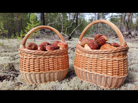 Видео: Первая волна Боровиков 2022 #хмао