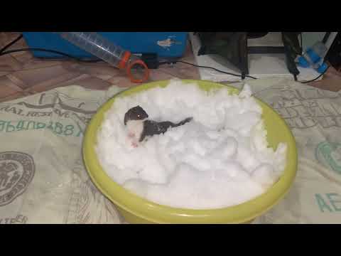 Видео: Домашняя ласка (Mustela nivalis, weasel) и снег