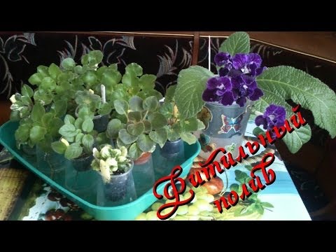 Видео: Комнатные растения фиалки и стрептокарпусы ФИТИЛЬНЫЙ ПОЛИВ