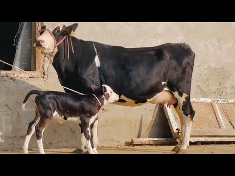 Видео: Моли Ферма Аз Акаи Дадахон Супер Оча Бача успет кун бача 7.октября 2025 г
