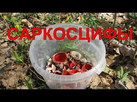 Видео: Все о саркосцифах. Sarkotsyphi