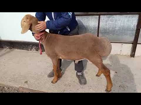 Видео: Арашан тел.0703702005