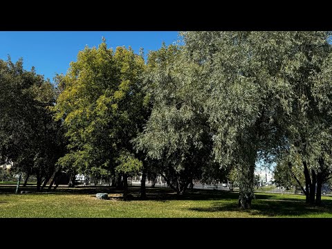 Видео: По судам. Читаю в парке на солнце. Уютная осень. Савеловский р-н. Обед в компании. Устала🫣