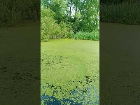 Видео: Чистим пруд и наоборот заселяем ряску. ЭМ бактерии.