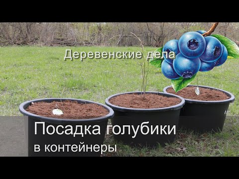 Видео: Посадка голубики в контейнеры