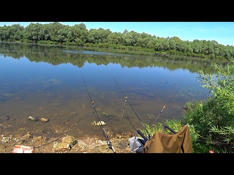 Видео: Рыбалка на ЛЕЩА в июне! Рыбалка на донку и фидер! Рыбалка на Оке!