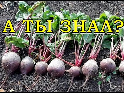 Видео: Сеем СВЕКЛУ в грунт: ВСЕ НЮАНСЫ ВЫРАЩИВАНИЯ🌱🌱🌱