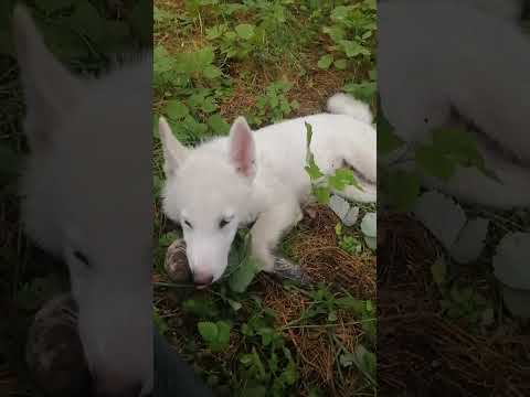 Видео: Подготавливаю молодых собак к сезону, нахаживаем ход, отрабатываем возврат