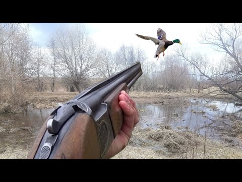 Видео: ВЕСЕННЯЯ ОХОТА НА СЕЛЕЗНЯ! ОТКРЫТИЕ СЕЗОНА. Охота на утку с чучелами и манком ТОЛЬКО НА КРЯКВУ!