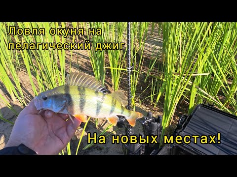 Видео: Первая ловля "пелагического" окуня на спиннинг на новых местах!