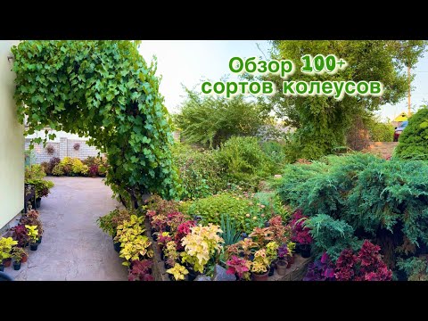 Видео: Сад колеусов, Обзор сортов с названиями, июль 2025
