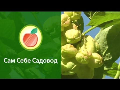 Видео: Клекачка перистая - и цветы и орешки съедобны!